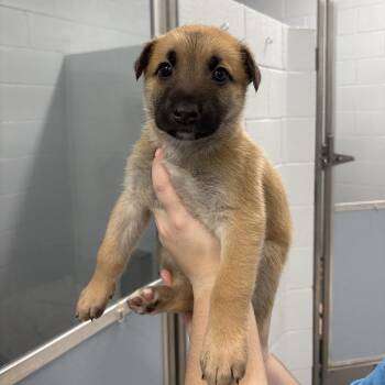 Mixed Breed Dogs Available for Adoption - Ryan | PetCurious