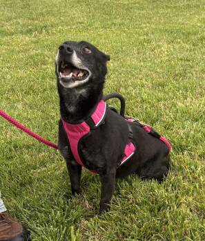 Terrier and Dachshund Dogs Available for Adoption in Andover, Massachusetts - Ladybug | PetCurious