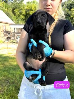 Penny -  Black Labrador Retriever Dog for Adoption in Woodstock, Ontario - Penny | PetCurious