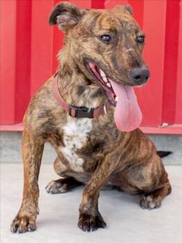 BLAIR -  Pit Bull Terrier and Mixed Breed Dog for Adoption in Tracy, California - BLAIR | PetCurious