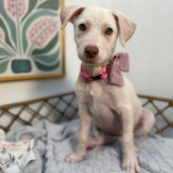 Labrador Retriever and Pit Bull Terrier Dogs Available for Adoption in Friendswood, Texas - Sugar Reed | PetCurious