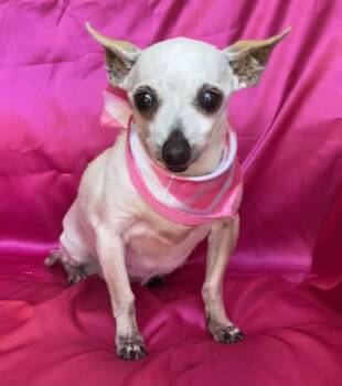 MABEL -  Chihuahua Dog for Adoption in Rowland Heights, California - MABEL | PetCurious
