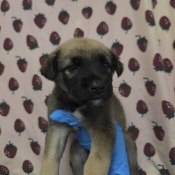 Monster Mutt -  Shepherd and Mixed Breed Dog for Adoption in San Antonio, Texas - Monster Mutt | PetCurious