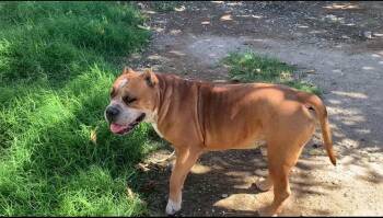 Rescue Pit Bull Terrier and English Bulldog Dogs for Adoption in Las Vegas, Nevada - Herbie (The Love Bug) | PetCurious