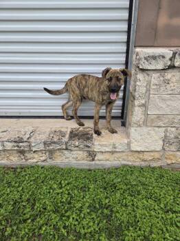 Shepherd Dogs Available for Adoption in Schertz, Texas - Truffle  | PetCurious