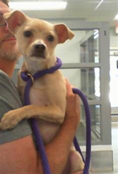 NORWAY -  Chihuahua and Mixed Breed Dog for Adoption in Charlotte, North Carolina - NORWAY | PetCurious