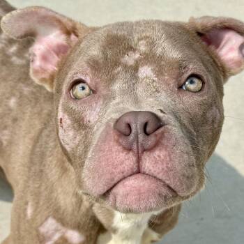 Koda -  Pit Bull Terrier Dog for Adoption in Matteson, Illinois - Koda | PetCurious