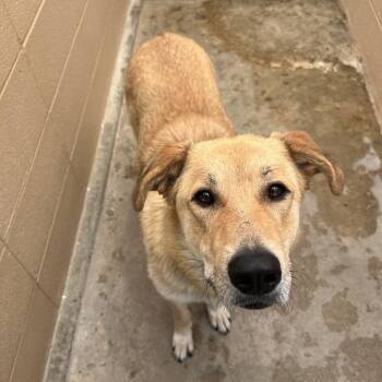 Lemonade -  Golden Retriever Dog for Adoption in Ojai, California - Lemonade | PetCurious