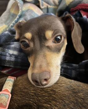 Dachshund and Chihuahua Dogs Available for Adoption - Bella Mia | PetCurious