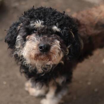 Whimsy -  Mixed Breed Dog for Adoption in Philadelphia, Pennsylvania - Whimsy | PetCurious