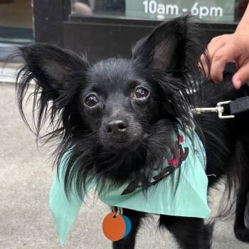 Louie -  Papillon and Chihuahua Dog Available for Adoption - Louie | PetCurious