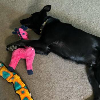 Hobbs -  Border Collie and Mixed Breed Dog for Adoption in Colorado Springs, Colorado - Hobbs | PetCurious