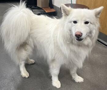 American Eskimo Dog Dogs Available for Adoption - LUNA | PetCurious