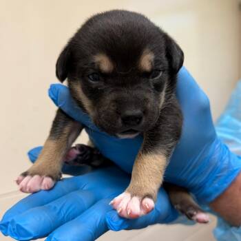 Georgia -  German Shepherd Dog and Mixed Breed Dog for Adoption in Reno, Nevada - Georgia | PetCurious