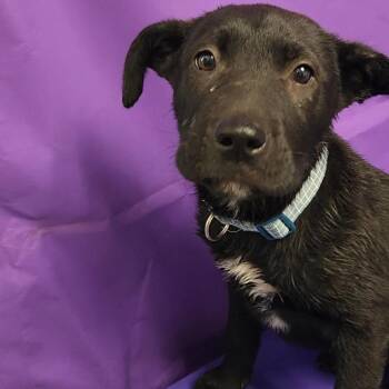 Mixed Breed Dogs Available for Adoption in North Myrtle Beach, South Carolina - Saul | PetCurious