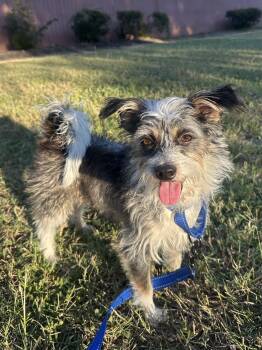 Rescue Border Terrier and Schnauzer Dogs for Adoption in Austin, Texas - Ray | PetCurious