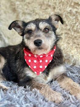 Schnauzer Dogs Available for Adoption - Mia | PetCurious