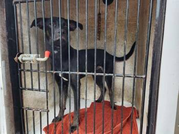 Labrador Retriever and Mixed Breed Dogs Available for Adoption - SONIC | PetCurious