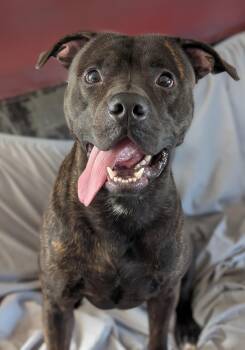 Rescue Pit Bull Terrier Dogs for Adoption in Plainfield, New Jersey - Atreyu | PetCurious