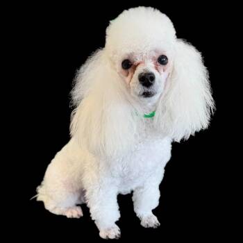 Poodle Dogs Available for Adoption in Phoenix, Arizona - Milo | PetCurious