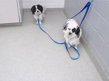 Dachshund and Mixed Breed Dogs Available for Adoption in Omaha, Nebraska - PATCHES | PetCurious