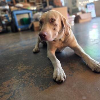 Ferdinand -  Yellow Labrador Retriever Dog for Adoption in Denison, Texas - Ferdinand | PetCurious