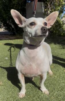 Dixie -  Chihuahua Dog for Adoption in Payson, Arizona - Dixie | PetCurious