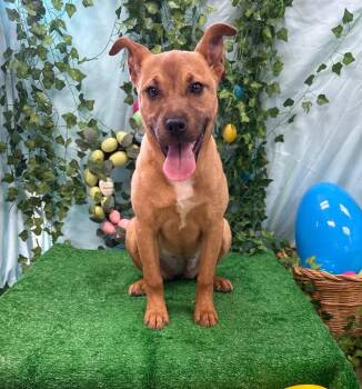 Cory Thiesee -  Labrador Retriever Dog for Adoption in Bryant, Arkansas - Cory Thiesee | PetCurious
