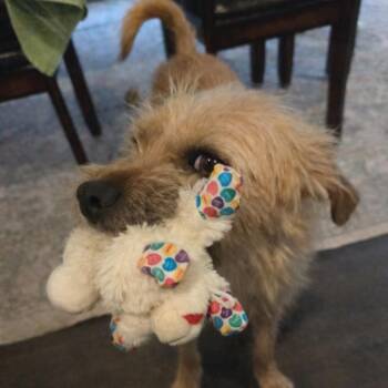 Mixed Breed Dogs Available for Adoption - Molly | PetCurious