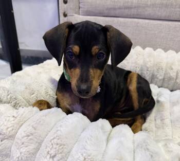 Miss Lottie - The Lotsa Love Pup -  Miniature Pinscher and Labrador Retriever Dog for Adoption in Carolina, Carolina - Miss Lottie - The Lotsa Love Pup | PetCurious
