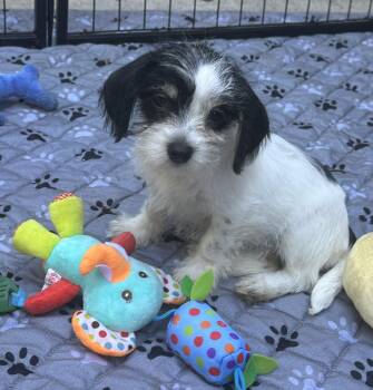 Cece -  Yorkshire Terrier Dog for Adoption in Penryn, California - Cece | PetCurious