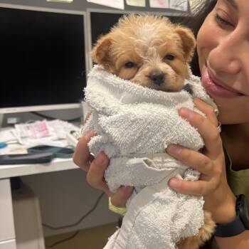 Willow -  Australian Shepherd and Shar Pei Dog for Adoption in Rancho Santa Margarita, California - Willow | PetCurious
