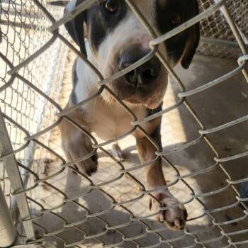 Rescue Mixed Breed Dogs for Adoption in Gadsden, Alabama - ELM 69 | PetCurious