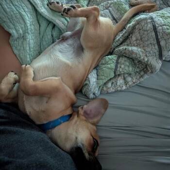 Beagle and Pug Dogs Available for Adoption - Percy | PetCurious