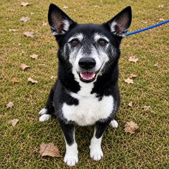 Gus -  Siberian Husky and Mixed Breed Dog for Adoption in Houston, Texas - Gus | PetCurious