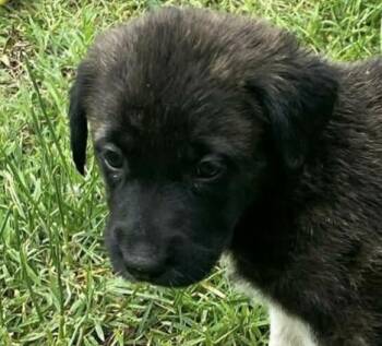 German Shepherd Dog and Great Pyrenees Dogs Available for Adoption in Andover, Massachusetts - Lainey Enchanted | PetCurious