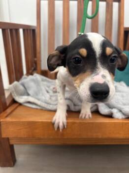 Terrier and Beagle Dogs Available for Adoption in Cambridge, Maryland - Egg | PetCurious