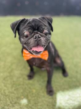 Rescue Pug Dogs for Adoption in Gardena, California - Jorbit | PetCurious