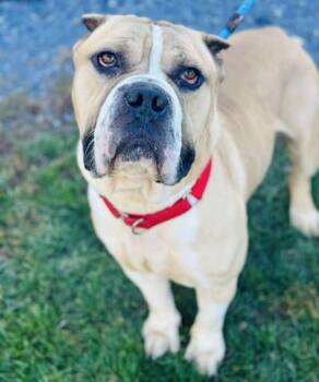 Rescue Mixed Breed Dogs for Adoption in West Chester, Pennsylvania - Goliath | PetCurious