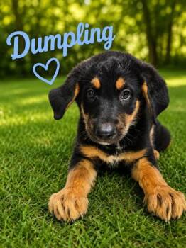Dumpling -  Bernese Mountain Dog and German Shepherd Dog Dog for Adoption in Malvern, Pennsylvania - Dumpling | PetCurious