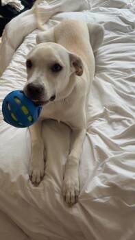 Hero Six -  Labrador Retriever Dog for Adoption in Waunakee, Wisconsin - Hero Six | PetCurious