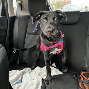 Mixed Breed Dogs Available for Adoption in Chicago, Illinois - Sasha | PetCurious