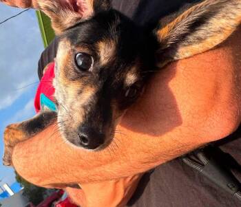 Cecil -  Dachshund and Beagle Dog for Adoption in Germantown, Ohio - Cecil | PetCurious