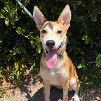Fancy Lady -  Mixed Breed Dog for Adoption in Goleta, California - Fancy Lady | PetCurious