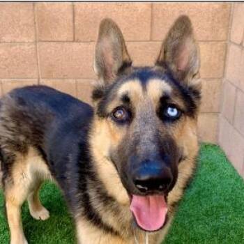 SAVE ME PLEASE VICTORY - IDA554701 -  German Shepherd Dog Dog for Adoption in San Marcos, California - SAVE ME PLEASE VICTORY - IDA554701 | PetCurious