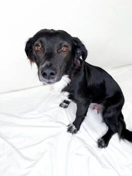 Viola -  Terrier Dog for Adoption in Bixby, Oklahoma - Viola | PetCurious