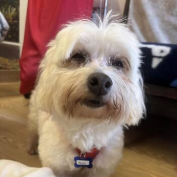 Harvey 14176 -  Maltese Dog for Adoption in San Francisco, California - Harvey 14176 | PetCurious