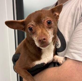 Cookie -  Chihuahua Dog for Adoption in Thompson Falls, Montana - Cookie | PetCurious