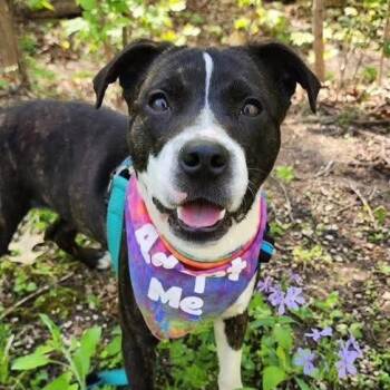 Boxer Dogs Available for Adoption in East Peoria, Illinois - Rumi | PetCurious