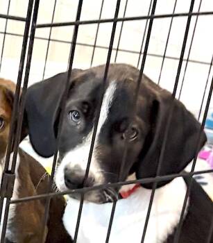 Aiden -  Beagle Dog for Adoption in Tomball, Texas - Aiden | PetCurious
